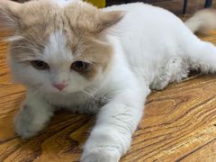 -志龙皇冠吃货椰子铺
