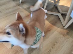 -柴犬小屋·柴餐厅·狗咖食堂(金鼎广场店)