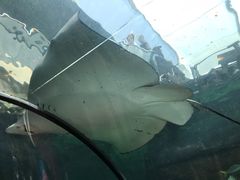 -悉尼海洋生物水族馆