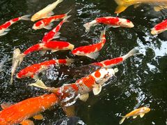 -鲤院·新中式美学·庭院餐厅(夫子庙店)