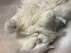 -泰堤坊(淡水体育馆店)