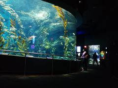 -瑞普利水族馆