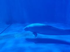 -多彩贵州城极地海洋世界