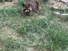 -青藏高原野生动物园