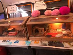 -more than meow吴止猫主题餐厅(承德 中船汇店)