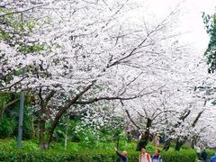 -武汉大学-樱园