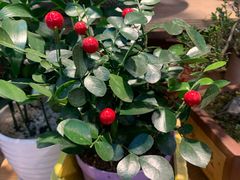 -双季花艺园艺市场(浦东店)