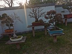 -扬州大运河文化旅游度假区·盆景园