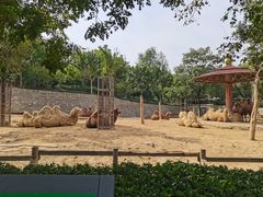 -石家庄市动物园