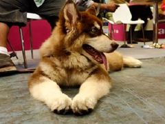 巧克力　舒坦-东浩兰生上海世博展览馆