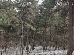 -香山公园