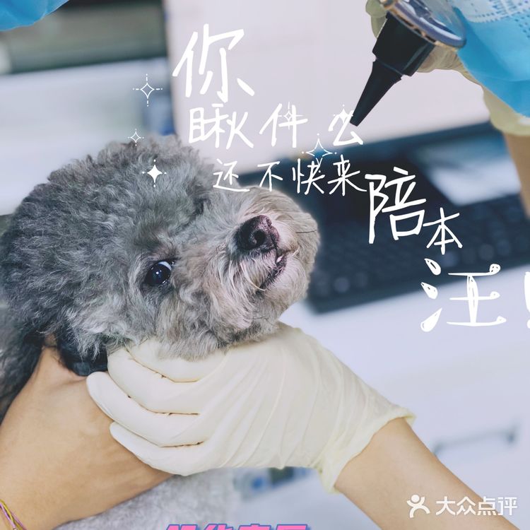 领华宠医·星华宠物医院|医生和环境都非常靠谱的连锁宠物🏥