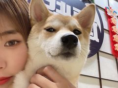 -逗柴咖啡屋·狗咖猫咖宠物桌游