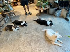 -自由生长植物工作室(深港花卉中心店)