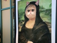 -喵屿·大理花园猫咖