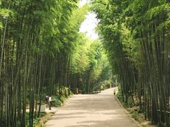 -蜀南竹海景区