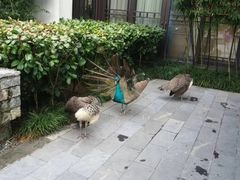 -阳朔悦榕庄·明月西餐厅&清风吧