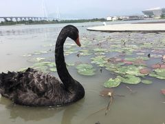 -琅岐红光湖公园