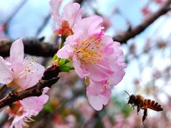 -王借岗森林公园