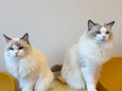 -有喵·猫咖·狗咖·40+猫狗有小奶狗(岗厦店)