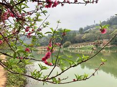 -南国桃园旅游度假区