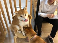 -柴迷FANS CLUB·柴犬狗咖·猫咖