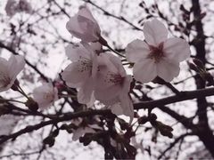 -同济大学(嘉定校区)