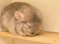 -龙猫仔乐园(惠福东路店)