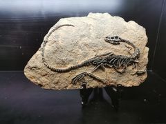 -逃脱反斗城沉浸剧情密室(北京路店)