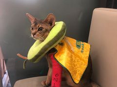 -爱侣宠医·鹦鹉专科·小型哺乳类·异宠专科(灵石路店)