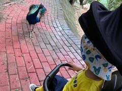 -泉州海丝野生动物世界