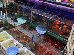 -曲阳花鸟市场(曲阳路店)