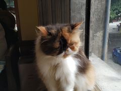 -more than meow吴止猫主题餐厅(承德 中船汇店)