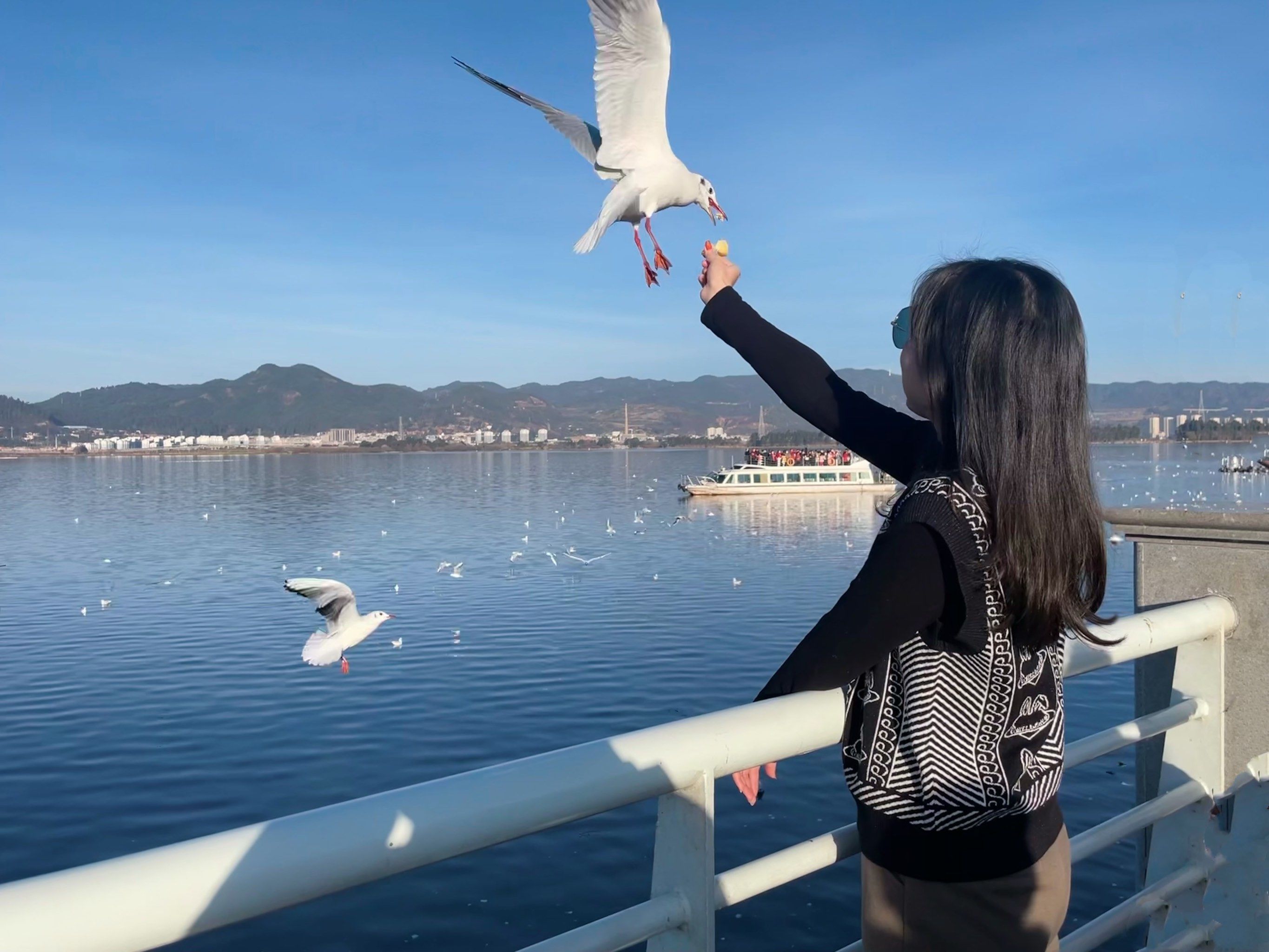 这个季节真适合去滇池喂海鸥啊