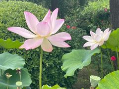 -莲花池公园