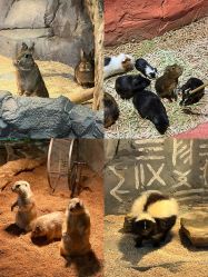 -Zoolung Zoolung动物主题公园(海信广场店)