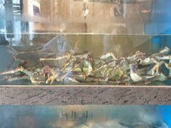 水产区-海上明月海鲜火锅 鲜切牛肉