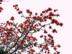-小洲村