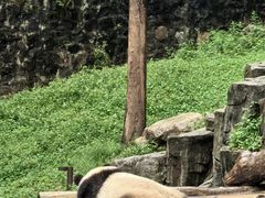 -都江堰中华大熊猫苑