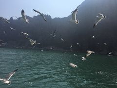 -长岛万鸟岛