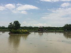 -大湾区中央湿地公园