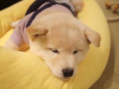 -逗柴咖啡屋·狗咖猫咖宠物桌游