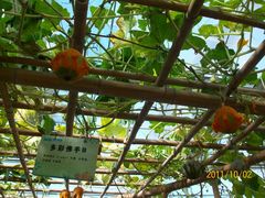 北京观光南瓜园&nbsp;(22)-观光南瓜园