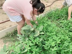 -前小桔亲子创意农场·草莓采摘·露营烧烤