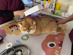 -美联众合动物医院·24h京西诊疗中心