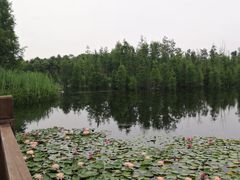 -白鹭湾湿地公园