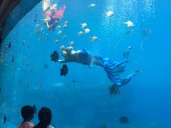 -瑞德姆美人鱼海底演艺主题餐厅(亚龙湾店)