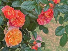 -人民公园(罗湖区)