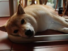 -About Bistro關於·泰式家庭料理