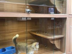 -猫十亿·布偶金渐层·曼基康矮脚猫舍(青年路店)